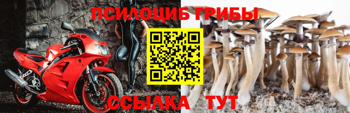 магазин    Вход с VPN  Егорьевск  Псилоцибиновые грибы Cubensis  Псилоцибиновые грибы Cubensis 